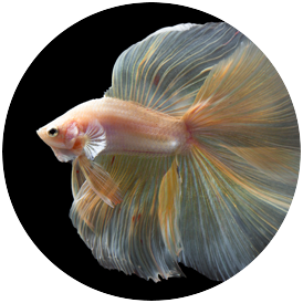 Betta Tetra